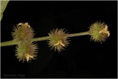 Mallotus aureopunctatus